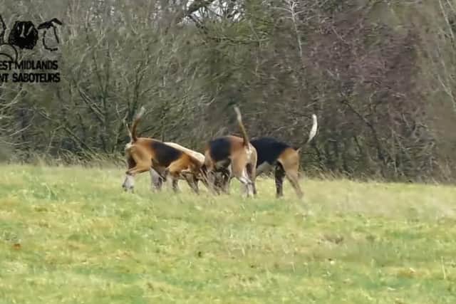 Foxes catch and kill the fox during the Warwickshire Hunt meet near Napton last week