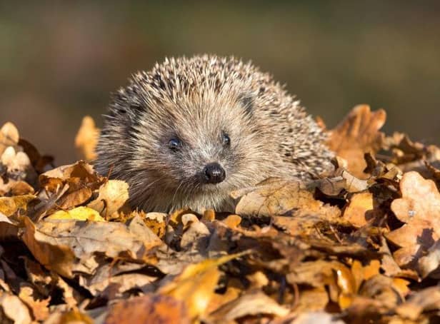 West Oxfordshire District Council is planning to roll out a new highways network across the region - for hedgehogs.