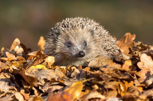 West Oxfordshire District Council is planning to roll out a new highways network across the region - for hedgehogs.