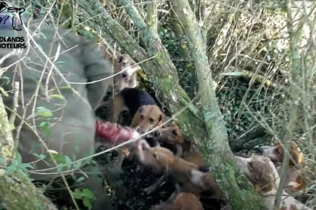 Saboteurs' film shows hounds mauling a fox whose body was taken away by a member of the Warwickshire hunt staff