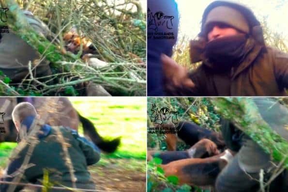 A montage of pictures from the West Midlands Hunt Saboteurs' video this week