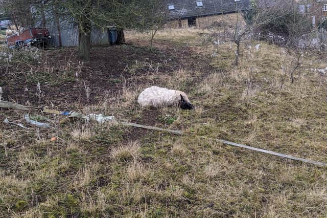 The dead sheep before its body was removed by its owners last Friday