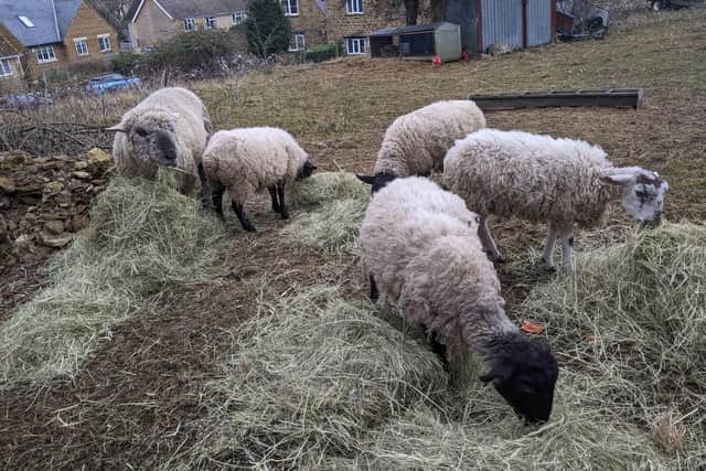 The surviving sheep with hay bought by the villagers of North Newington before they were taken away
