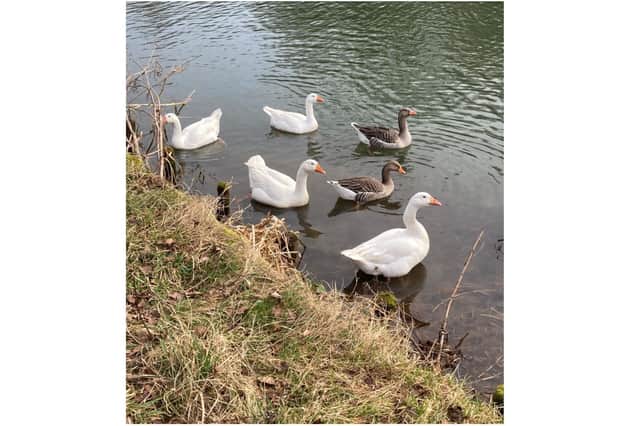 Advice is being issued to people in Oxfordshire after the county joined a growing number of places in the UK to record cases of avian influenza (bird flu) in the wild bird population. (photo from Oxfordshire County Council)