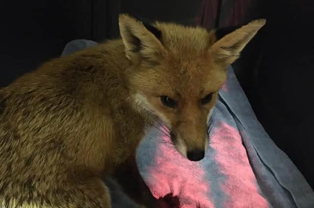 Fox rescued by volunteers with The Nutkin Ward after being shot by an air rifle (photo from The Nutkin Ward)