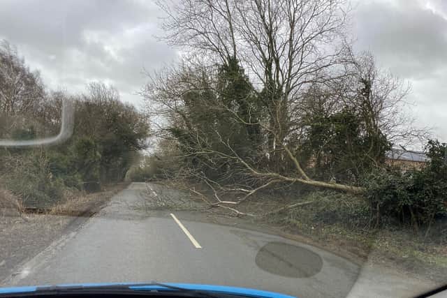 A tree down near Rye Hill on the road to Hook Norton (photo by Ginny Chadwick-Fox)