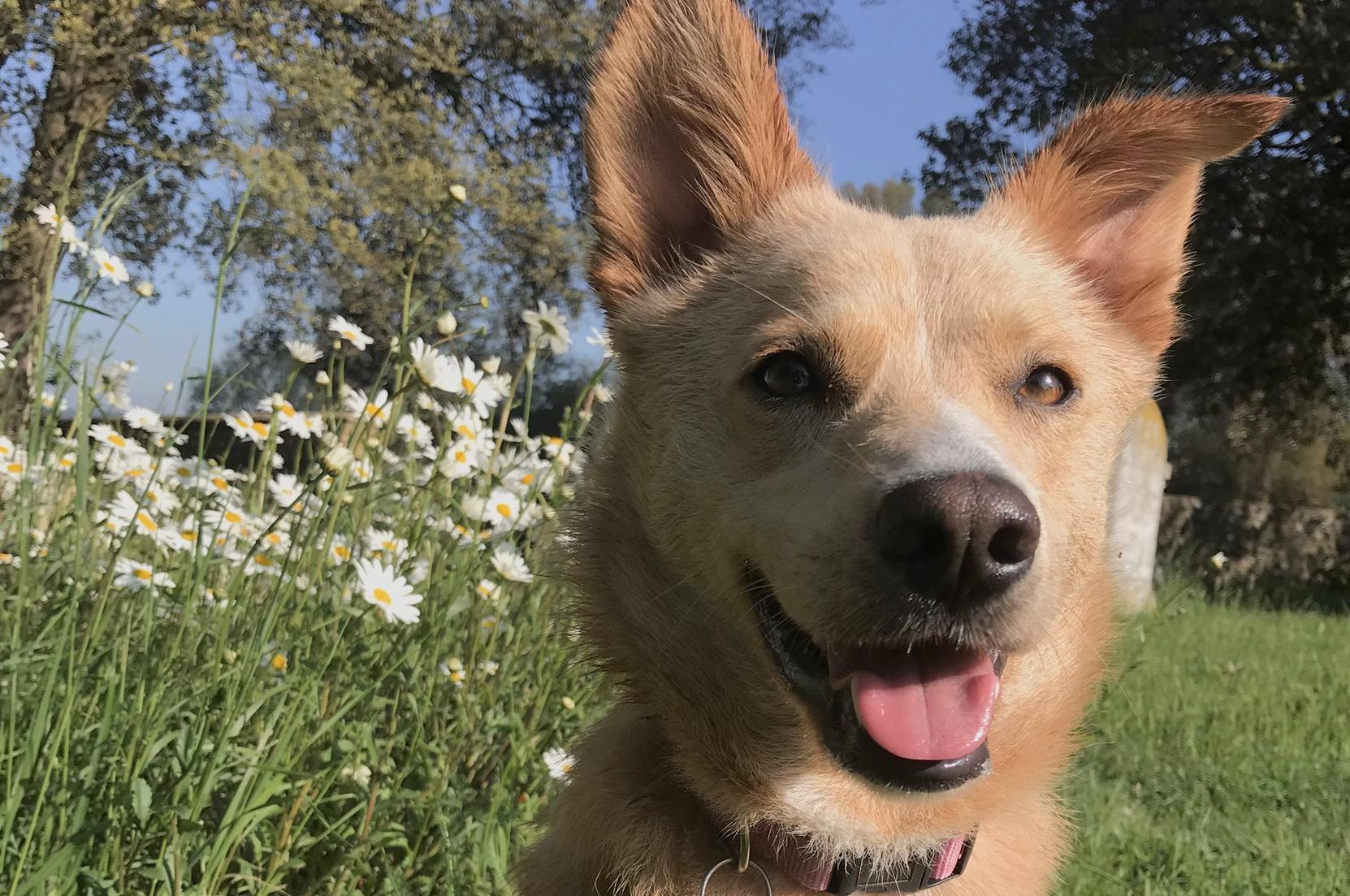 Romanian rescue Dolly.