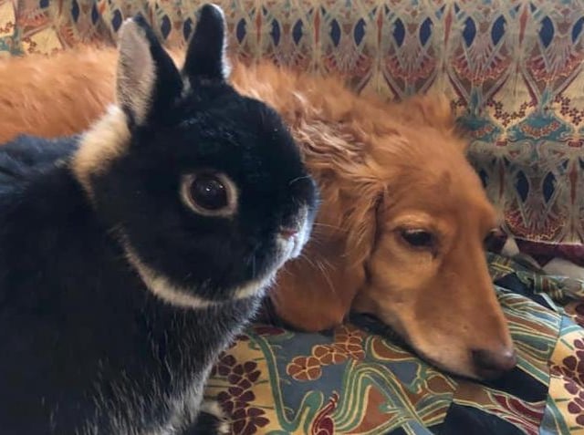 Sirius and Archie, submitted by Jemima Miller.