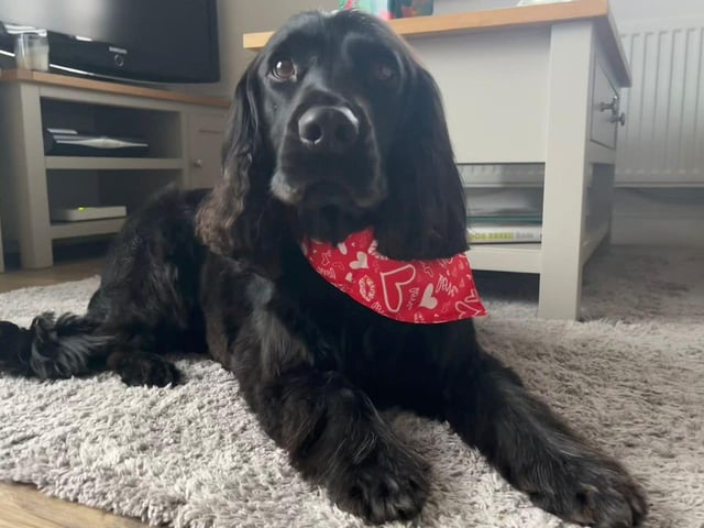 Submitted by Susan Hillier.