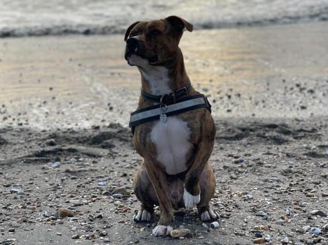 Monty, submitted by Shannen Stoner.