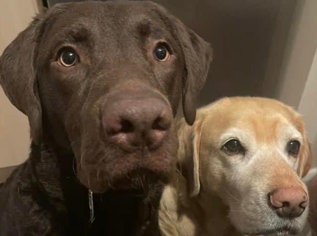 Bailey and Benjie, submitted by Lesley Powell.