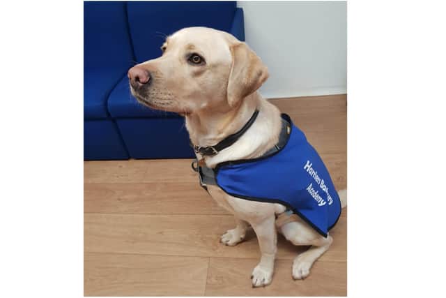 Labrador Dennis is a new well-being dog at Harriers Academy Banbury (photo from the school)