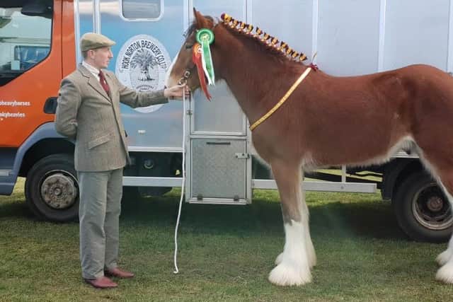 Nicholas Carter, Head Coachman at Hook Norton Brewery, is pictured with Brigadier, who was placed third in the three-year-old geldings class at the National Shire Horse Show
