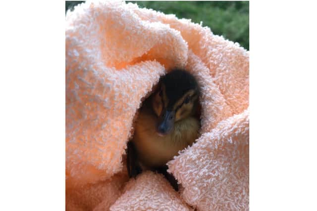 Tiny duckling rescued by Banbury firefighters and the RSPCA (Image from the RSPCA)
