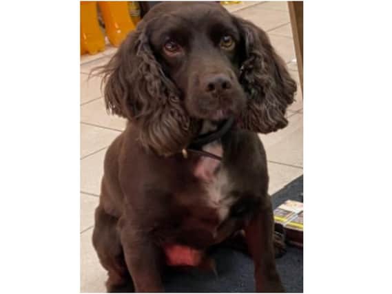 Detection dog Yoyo is a specially trained tobacco dog who has helped trading standards in their search for smuggled and fake tobacco products across the county. (Image from Oxfordshire County Council)