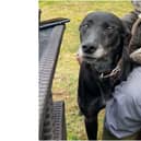 James Whittle needs help finding his dog, Blackberry, who went missing from her home near Middle Barton on Saturday May 15.