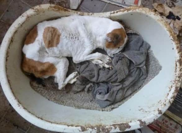 Minnie was found like this as though she were sleeping by animal welfare officers (Image from the RSPCA)