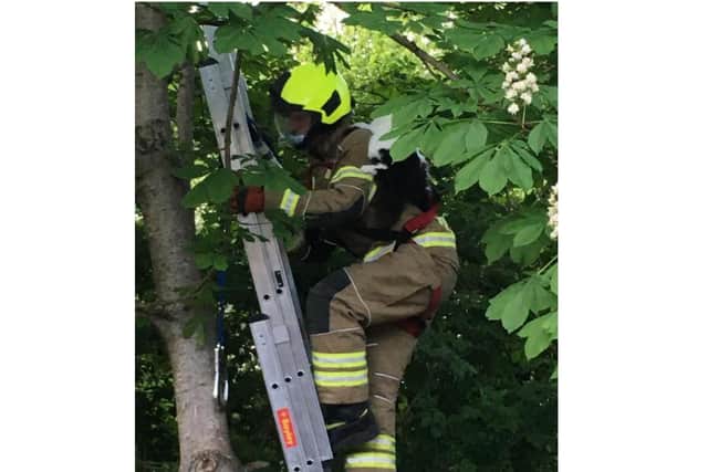 Bella the cat received a 'piggy back' ride down from a tree after being rescued by a Banbury firefighter (Image from the Banbury Fire Station Facebook page)