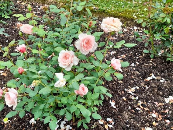 Some of the roses at Katharine House.