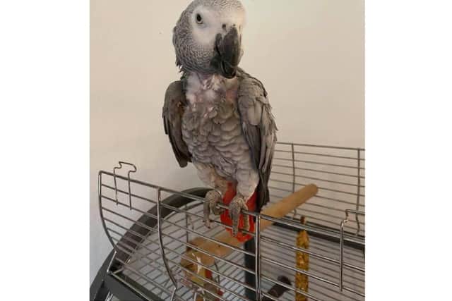 An African grey parrot named 'Sky' was among the property stolen during a home burglary near Croughton South Northamptonshire (Image from the owner Sarah White)