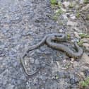 Snake discovered on a run for the charity Mind by James Halstead on the road to the village of Brailes from Tysoe