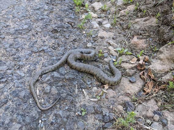 Snake discovered on a run for the charity Mind by James Halstead on the road to the village of Brailes from Tysoe