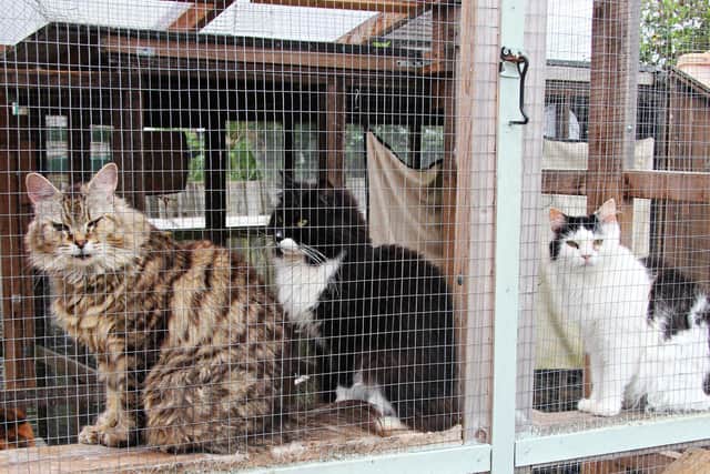 Resident BARKS rescue cats enjoy their new pen (Image from BARKS charity)