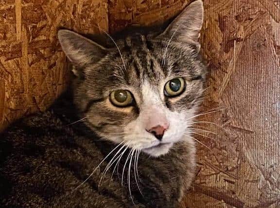 Bodge the tabby cat is looking for a new furever home (Image from BARKS charity)