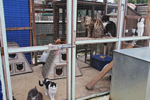 Cats enjoy the sunshine in their new recreation pen (Image from BARKS charity)