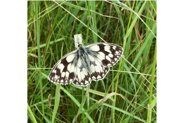Marbled White Butterfly - Beautiful charity butterfly walks are set to begin this week at Blackberry Farm near Shipston