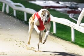 Reigning champion Deerjet Sydney will be hoping to hold on to his Greyhound Derby crown at Towcester on Saturday night