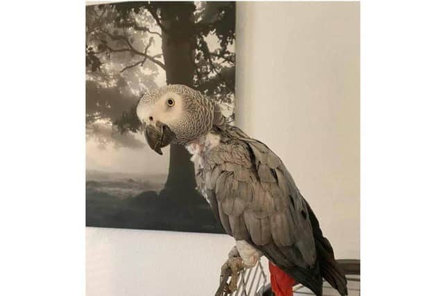 Sky the parrot who has now been returned to her South Northamptonshire owner