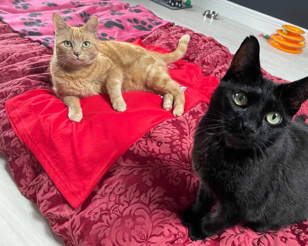 Two foster cats - Amber and Izzy - with the charity Cherwell Cats Protection pose for a photo for the raffling of a signed T-shirt donated by Olympic athlete Laura Muir