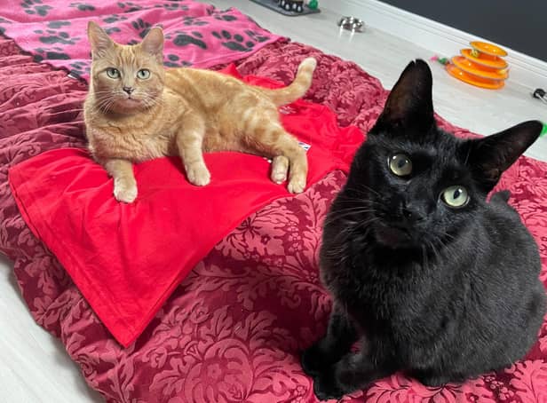 Two foster cats - Amber and Izzy - with the charity Cherwell Cats Protection pose for a photo for the raffling of a signed T-shirt donated by Olympic athlete Laura Muir