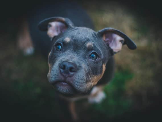 Cherwell District Council issues warning to pet lovers to carefully choose whom they do business with, amid concerns that a pandemic boom in dog ownership is allowing unscrupulous online dealers to profit. (Photo by Ryan Yeaman from Unsplash)
