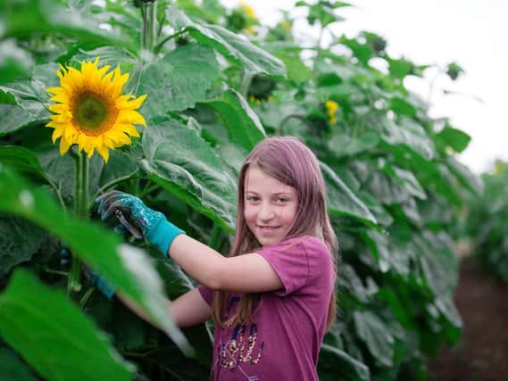 Ellie, the niece of Matt Cole and Mary Cole, who host the Pick Your Own (PYO) sunflower event at Glebe Farm (photo by Amelia de Jong, withACEsnaps Photography).