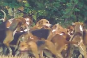 Video footage by the West Midlands Hunt Saboteurs shows the dogs killing a fox.