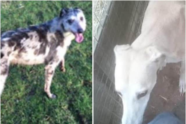 Lady Blue, a nine-year-old Blue Mill Greyhound, and Jamie, a five-year-old Greyhound, were both stolen earlier this week during a burglary in Bicester (Images from TVP website)