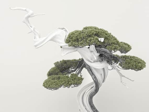 Bonsai Reimagined by Christine Adams is part of the new photography exhibition set to open at the Heseltine Gallery at Chenderit School in Middleton Cheney (photo from the Heseltine Gallery)