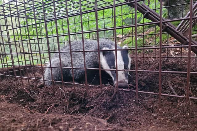 Badger - photo from Oxfordshire Badger Group