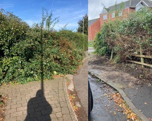 The before and after pictures of the bush on Edward Street close to Dashwood Academy.