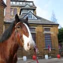 Four-year-old Shire Horse 'Balmoral’ has joined the team at Hook Norton Brewery.
