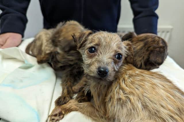These pups were one case dealt with by the RSPCA in the last year