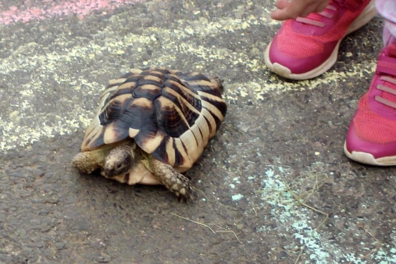 Ptolemy the tortoise romped home to win first and second prize