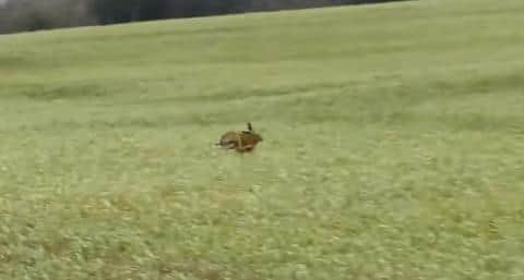 A hare is filmed trying to escape beagles which are chasing it on a West Midlands Hunt Saboteurs' You Tube film