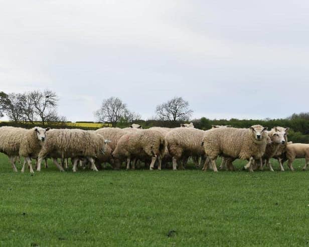 Dog owners are urged to keep their dogs on a lead in the countryside to protect livestock