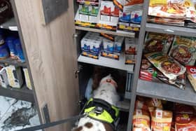 A sniffer dog detects vapes in a concealed cupboard in a shop
