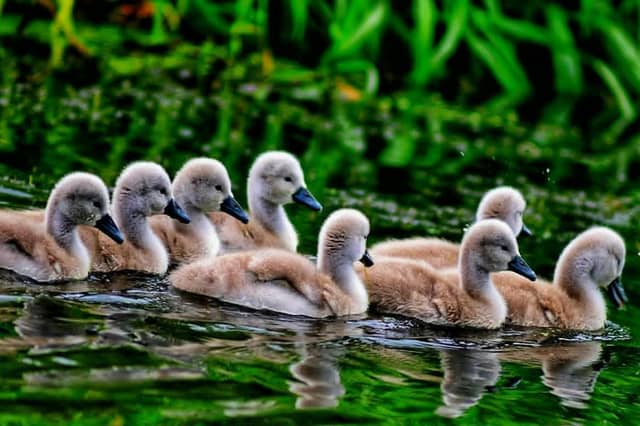 Wildlife photographs by Chris Martineau