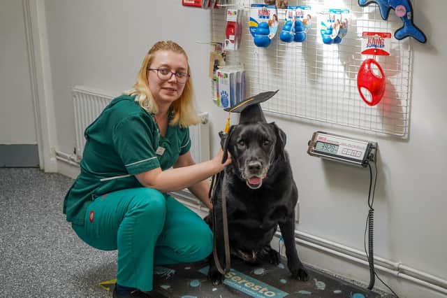 Alfie has lost almost 2 stone with help from Jasmine at Shipston Vets