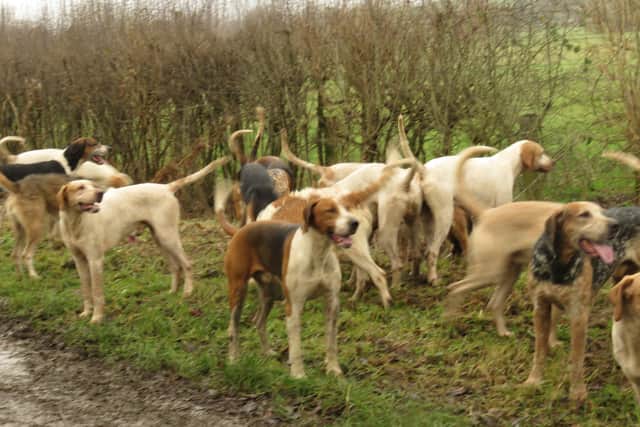 Huntsmen took some time to recall the hounds that were milling around in residents' gardens in Barford St Michael